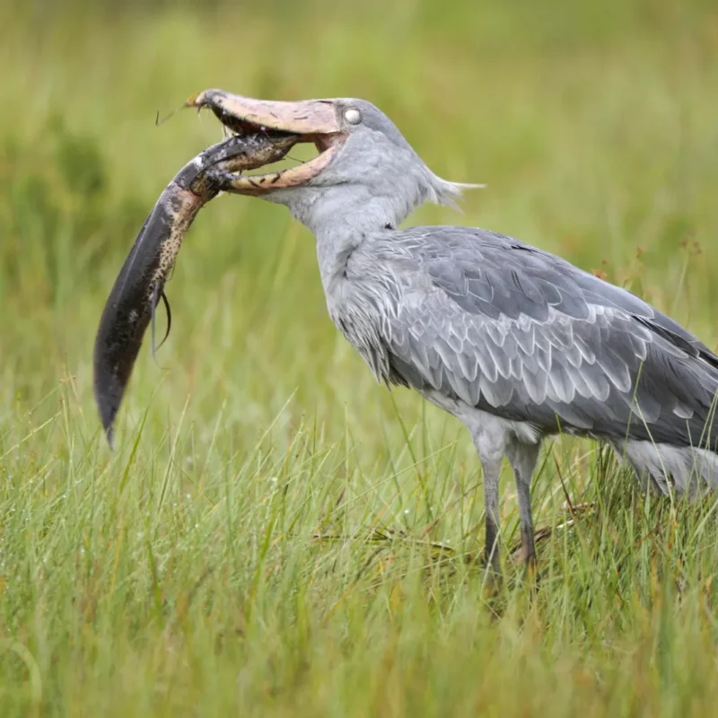 shoebill-eating The Shoebill Bird That Looks Like It Is Judging You