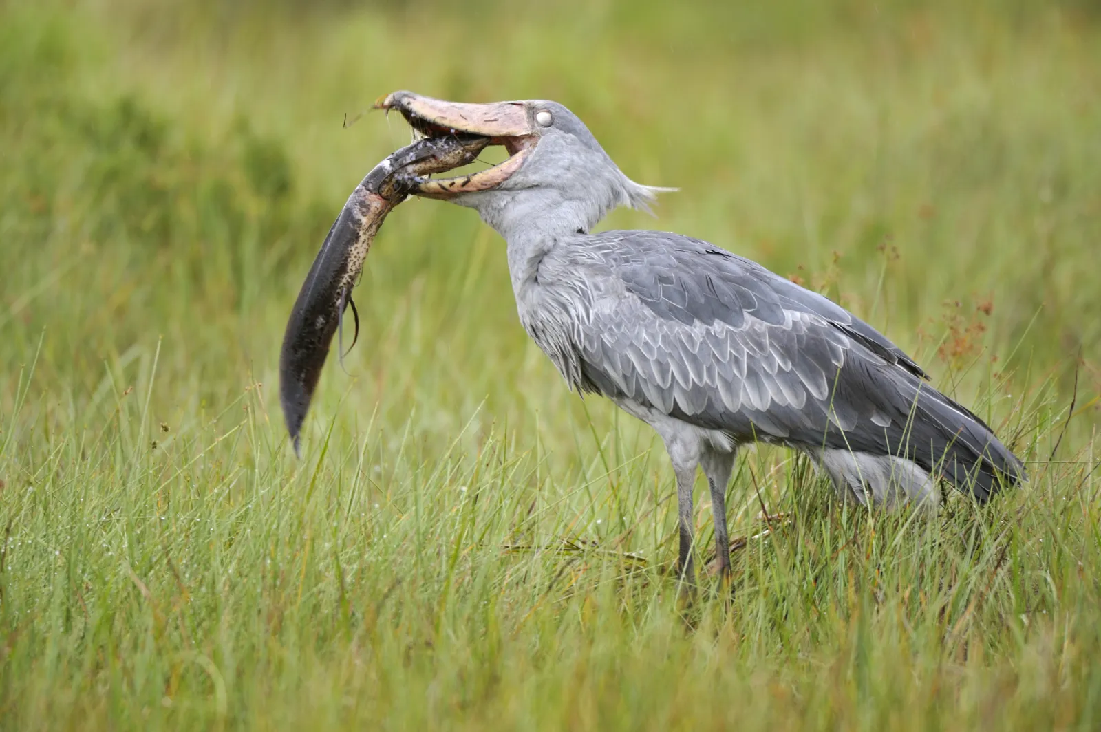 The Shoebill Bird That Looks Like It Is Judging You
