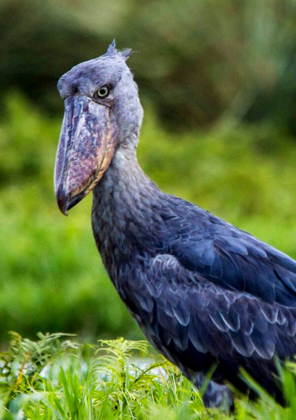How Much Does a Shoebill Excursion Cost