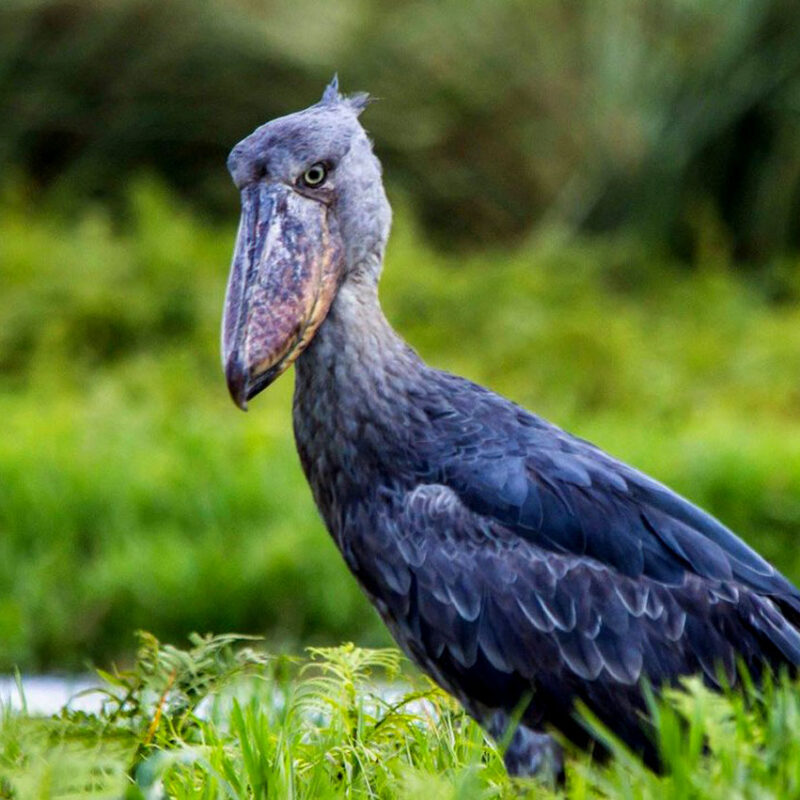 shoebill-exursion-cost How Much Does a Shoebill Excursion Cost