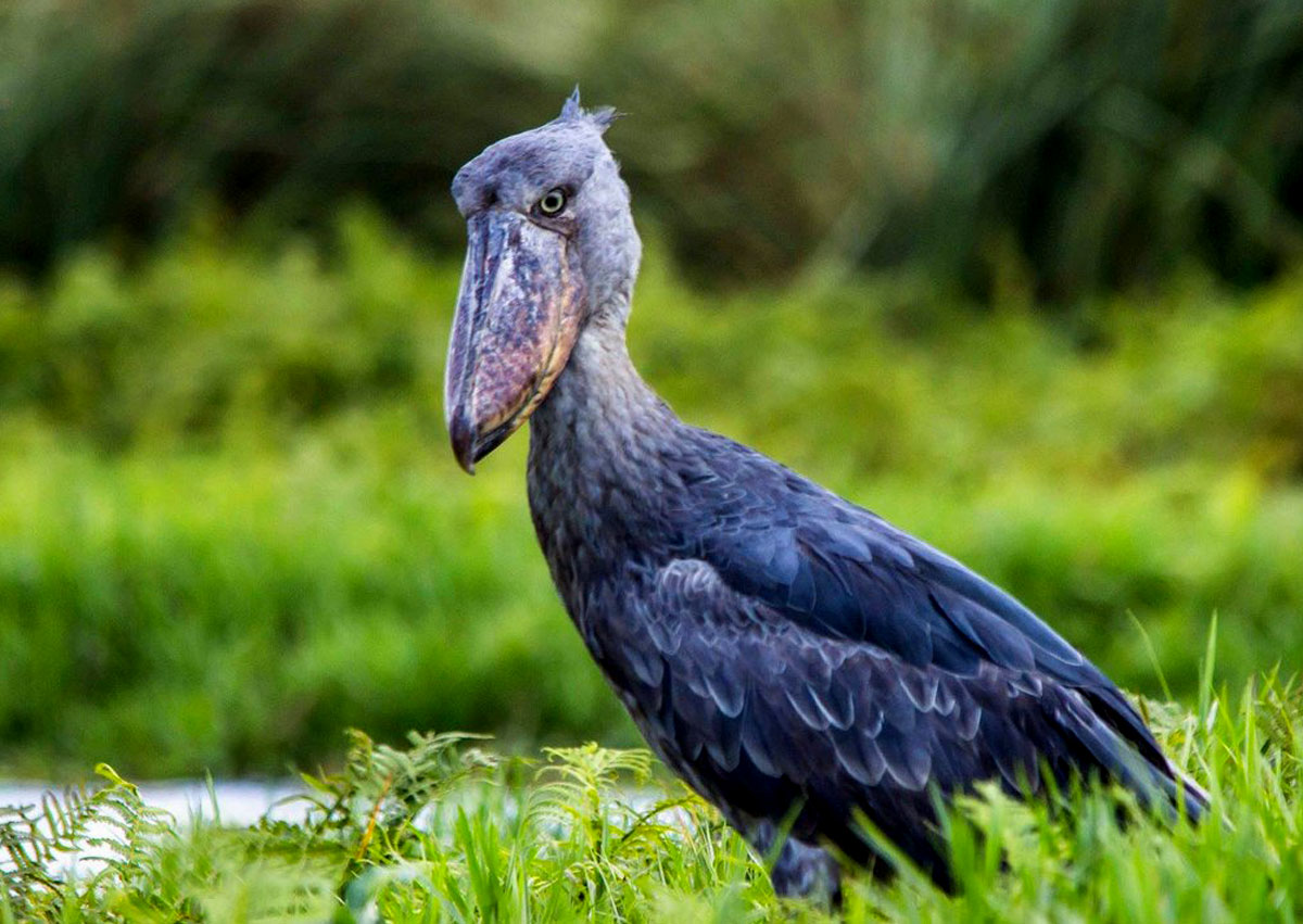 How Much Does a Shoebill Excursion Cost