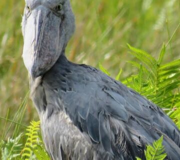 A Birder's Guide to Shoebill Etiquette