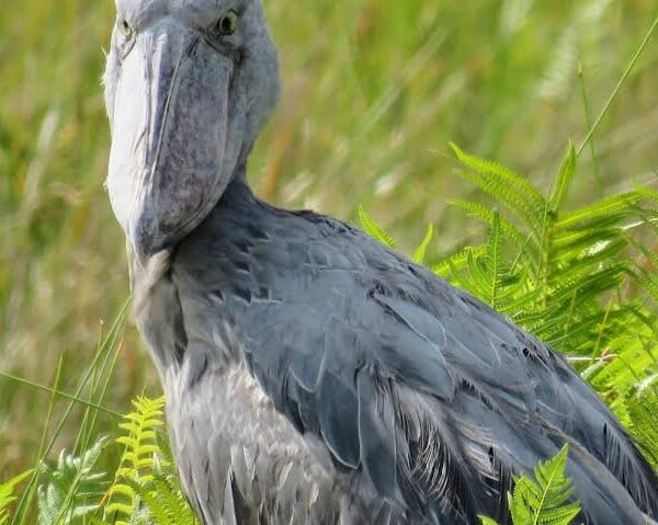 A Birder's Guide to Shoebill Etiquette