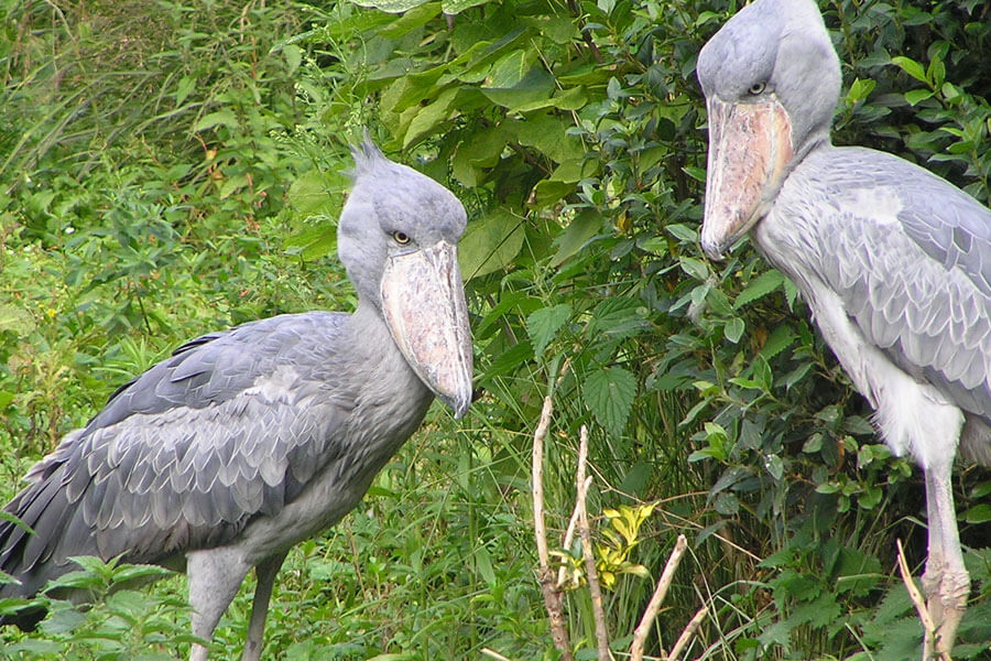 Shoebill standing peacefully in Uganda's wetland surrounded by papyrus during ecotourism birdwatching experience.