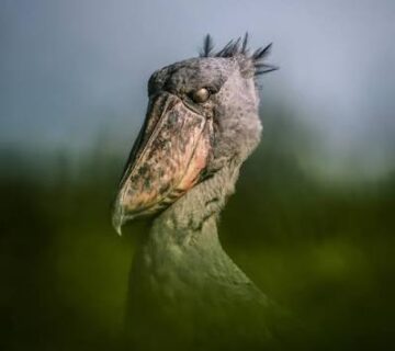How to Photograph a Shoebill Without Scaring It Off