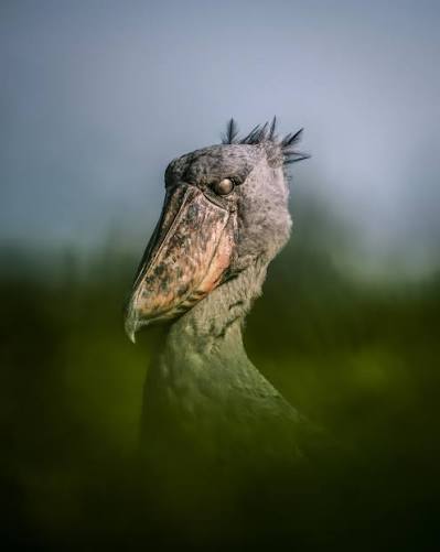 How to Photograph a Shoebill Without Scaring It Off