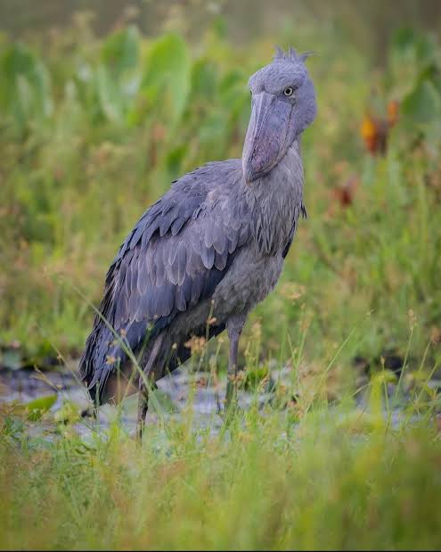 Shoebill standing motionless among papyrus reeds inside Uganda's peaceful wetland habitat at sunrise.