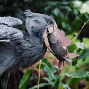 The Shoebill's Secret Diet: Lungfish Eels and Baby Crocodiles