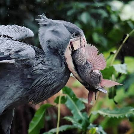 The Shoebill's Secret Diet: Lungfish Eels and Baby Crocodiles
