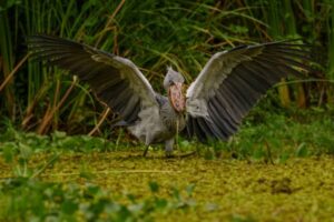 Shoebill standing motionless in lush wetland patiently watching water for unsuspecting fish beneath.
