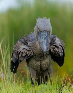 Shoebill standing quietly among Uganda's papyrus wetlands during an early morning birdwatching safari.