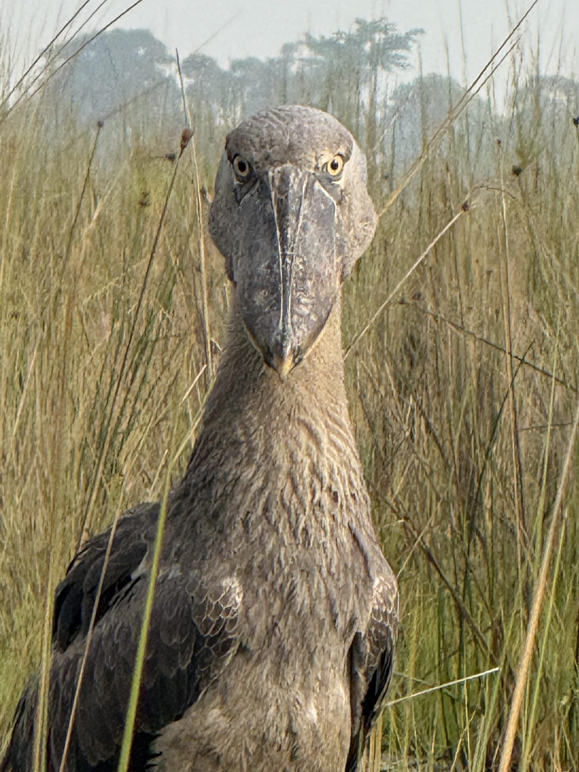 Rare shoebill bird hunting fish within Uganda's lush papyrus swamp during sunrise peacefully.