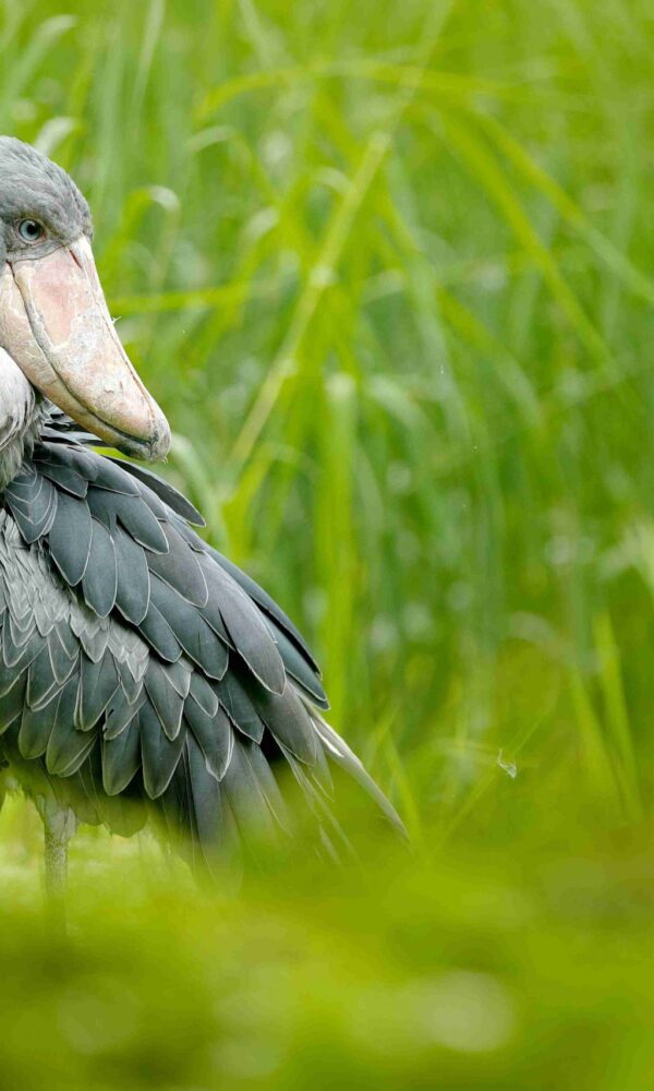 The Ultimate Uganda Shoebill Trekking Guide