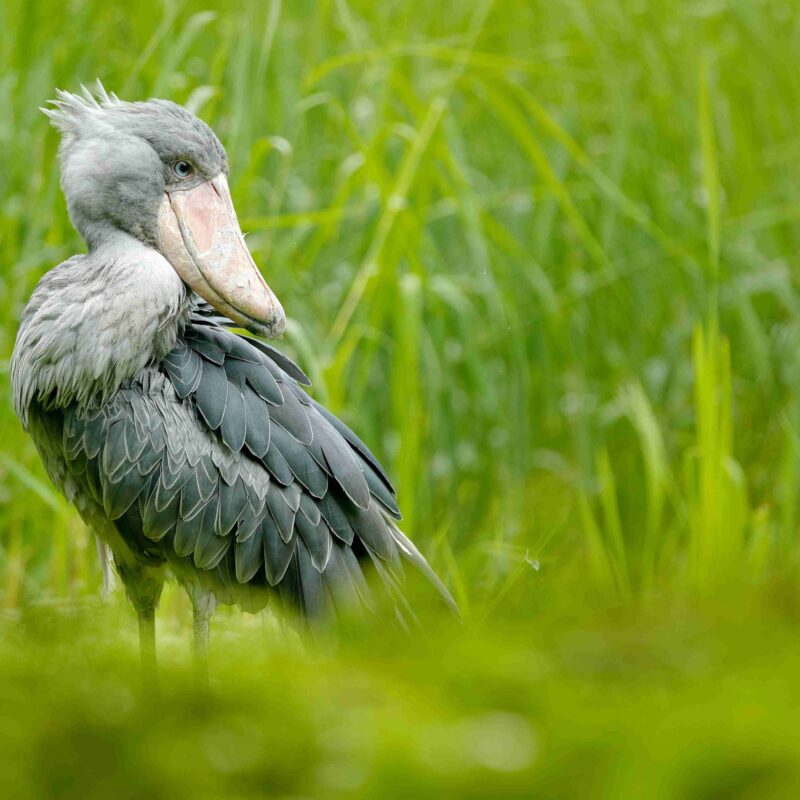 shoebill-trekking-guide The Ultimate Uganda Shoebill Trekking Guide