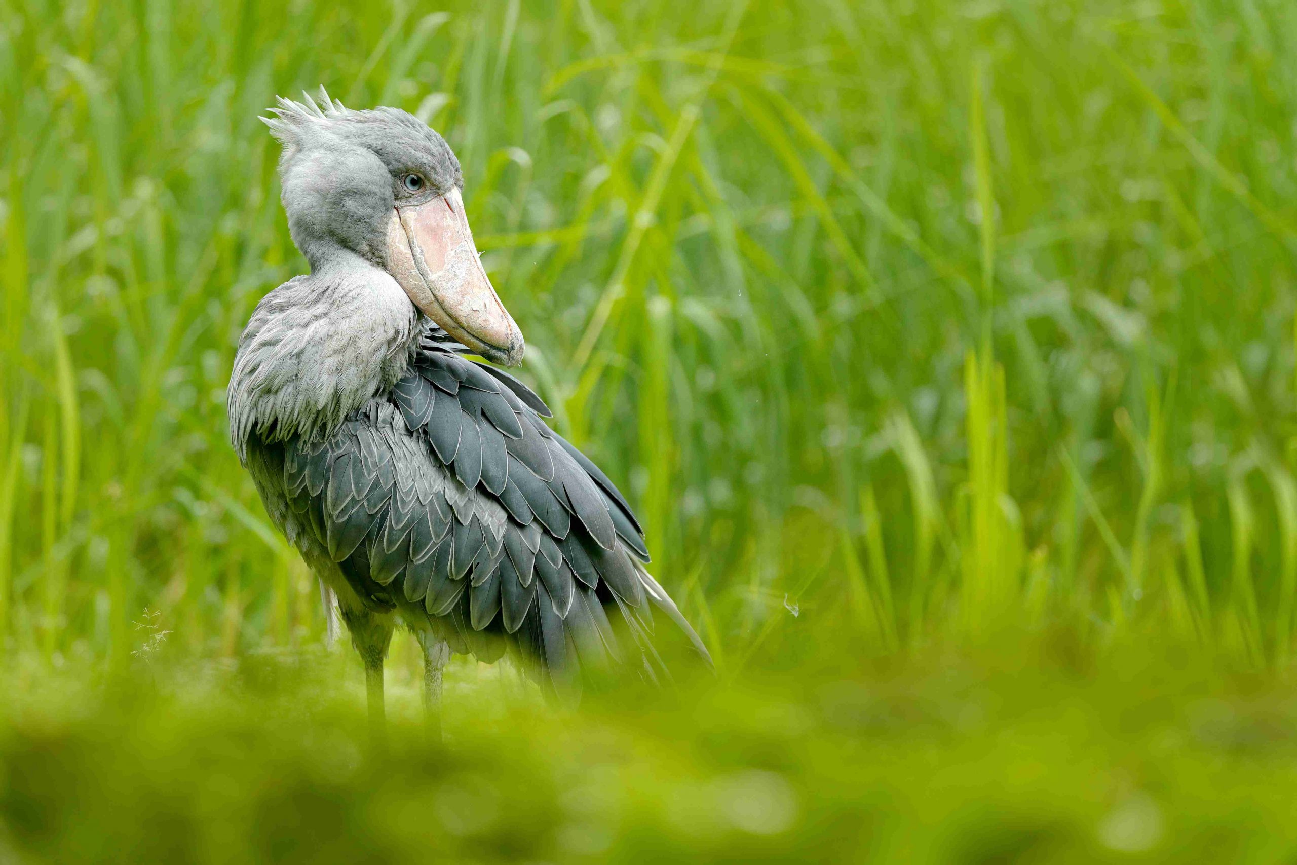 The Ultimate Uganda Shoebill Trekking Guide