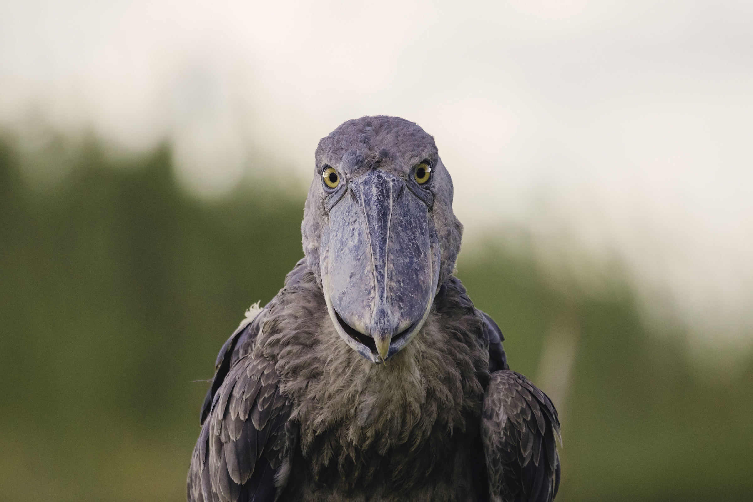 Shoebill standing quietly among papyrus reeds in Africa's protected freshwater wetland habitat.