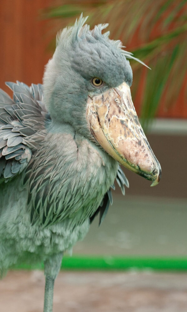 Shoebill vs  Pelican: Untangling an Ancient Family Tree