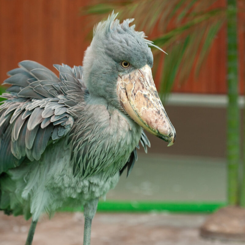 Shoebill vs. Pelican: Untangling an Ancient Family Tree