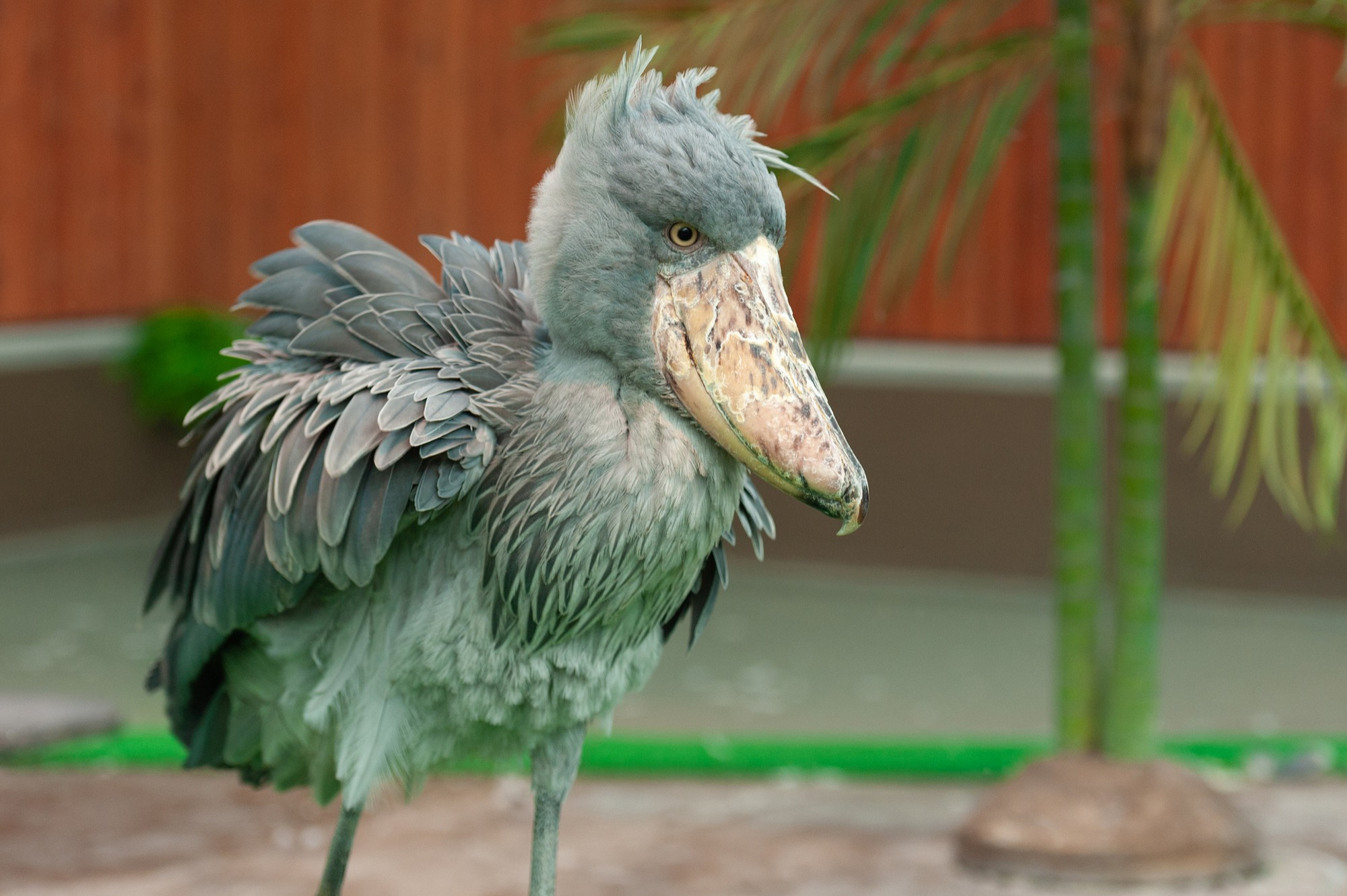 Shoebill vs Pelican: Untangling an Ancient Family Tree