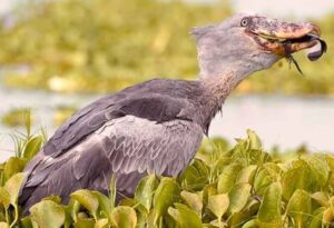 Majestic shoebill searching shallow wetlands surrounded by lush papyrus vegetation during early morning hours.