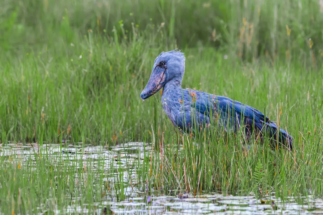 Shoebill standing quietly among papyrus reeds in Uganda's peaceful freshwater wetland habitat.