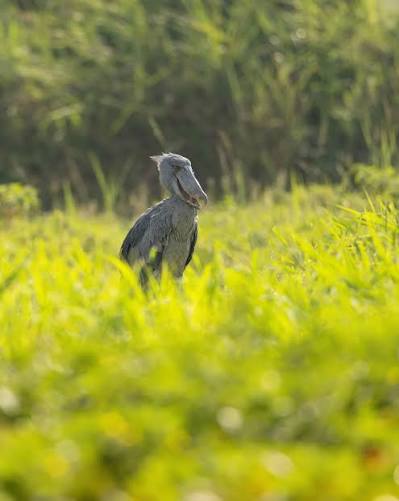 Lenses, Light and Luck: Shooting Uganda's Shoebill