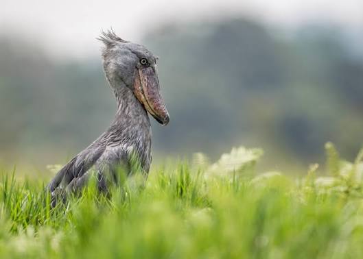 Ten Tips for Your First Shoebill Photography Trip
