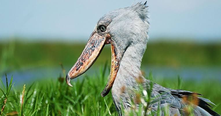 A Bird That Predates Modern Humans? The Shoebill Story