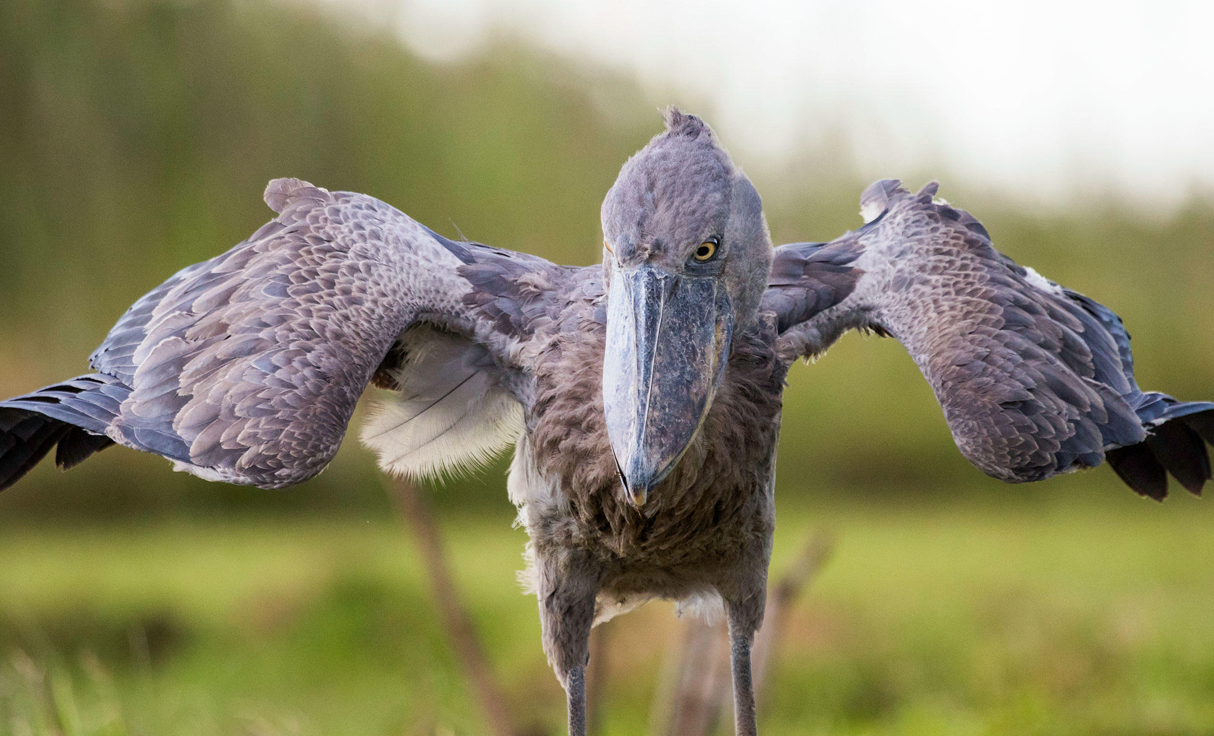 Shoebill standing quietly among papyrus wetlands during an unforgettable Uganda birdwatching excursion at dawn.