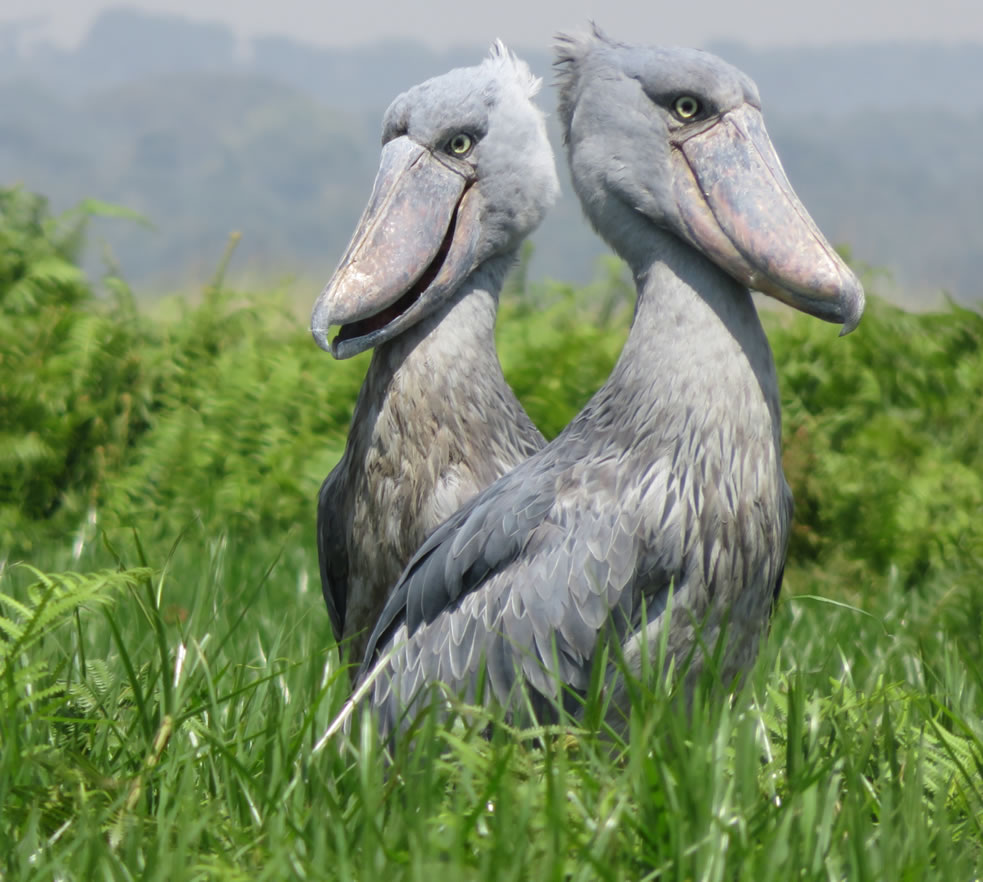 Shoebill standing motionless beside wetland vegetation displaying its massive distinctive shoe shaped bill