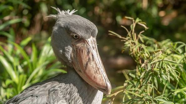 From Egg to Giant: The Shoebill Life Cycle