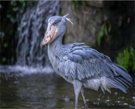 Shoebill standing quietly in Uganda wetlands during a patient wildlife photography moment