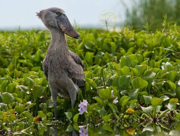 The Slow Art of Shoebill Watching