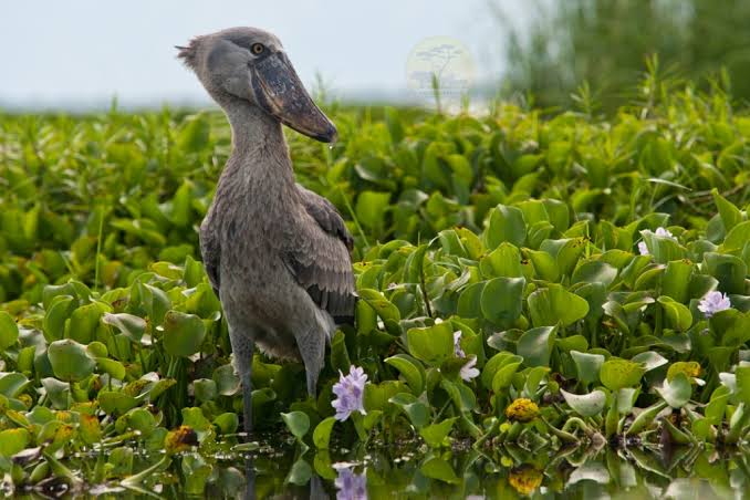 The Slow Art of Shoebill Watching
