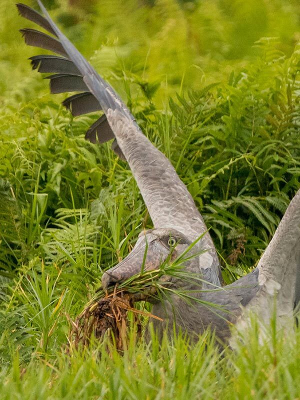 The Solitary Life of the Shoebill Stork