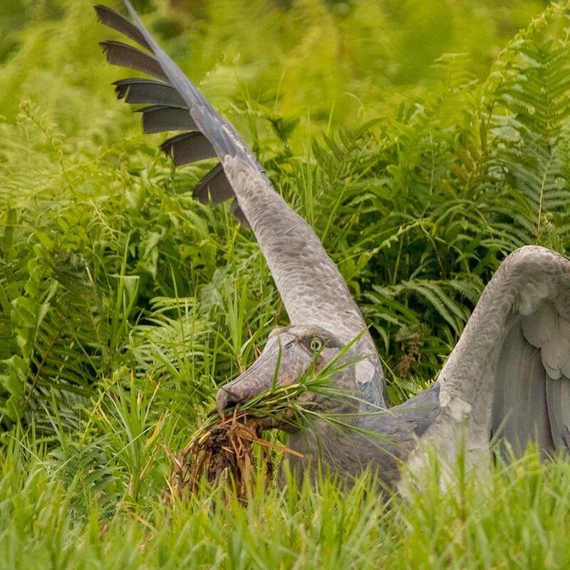 the-solitary-life-shoebill The Solitary Life of the Shoebill Stork