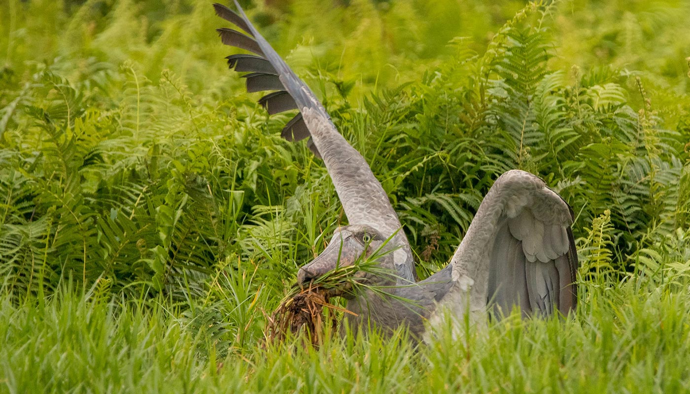 The Solitary Life of the Shoebill Stork