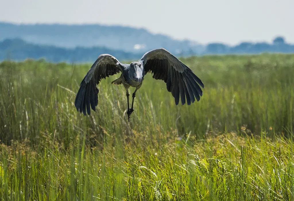 Flying shoebill soaring gracefully above Uganda wetlands during an early morning birdwatching adventure.