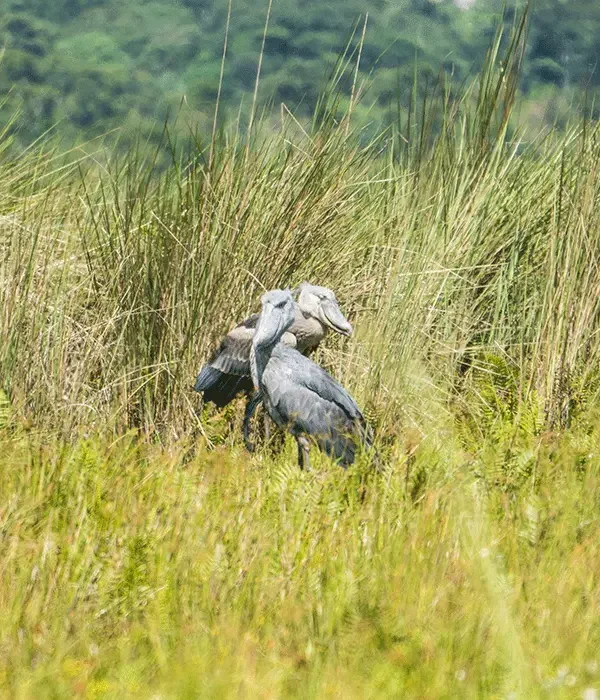 Best Time of Year to See a Shoebill in Uganda