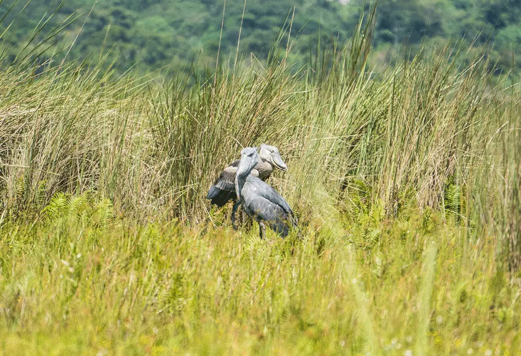 Best Time of Year to See a Shoebill in Uganda