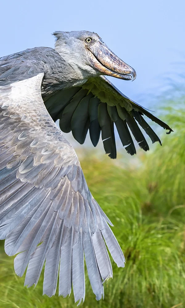 How Tourist Dollars Are Keeping Shoebills Alive