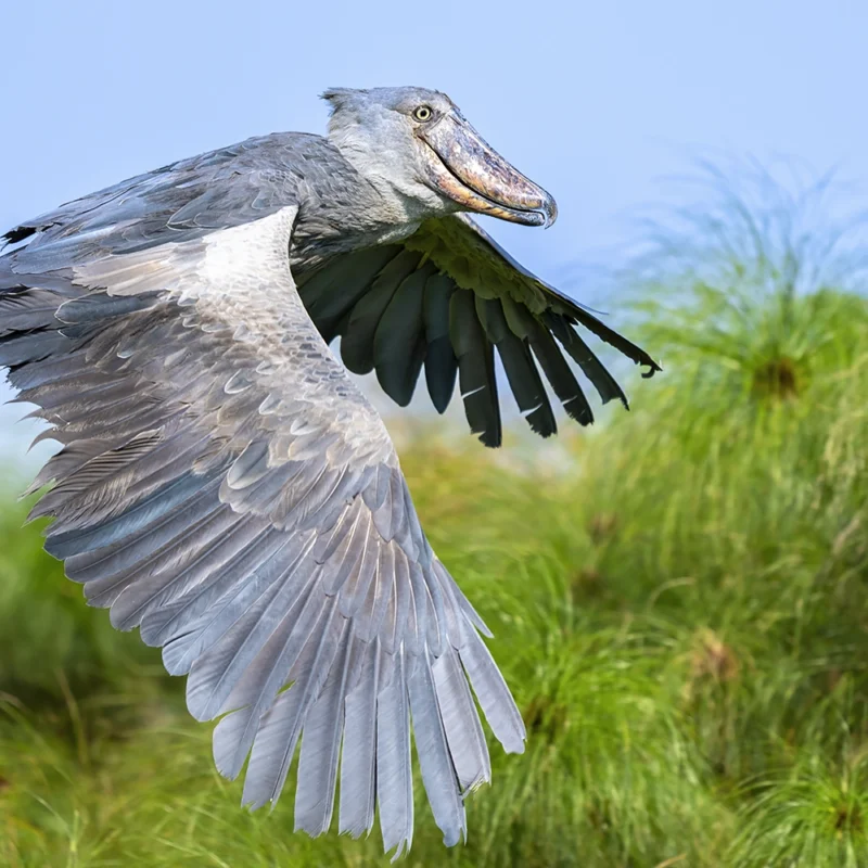 How Tourist Dollars Are Keeping Shoebills Alive
