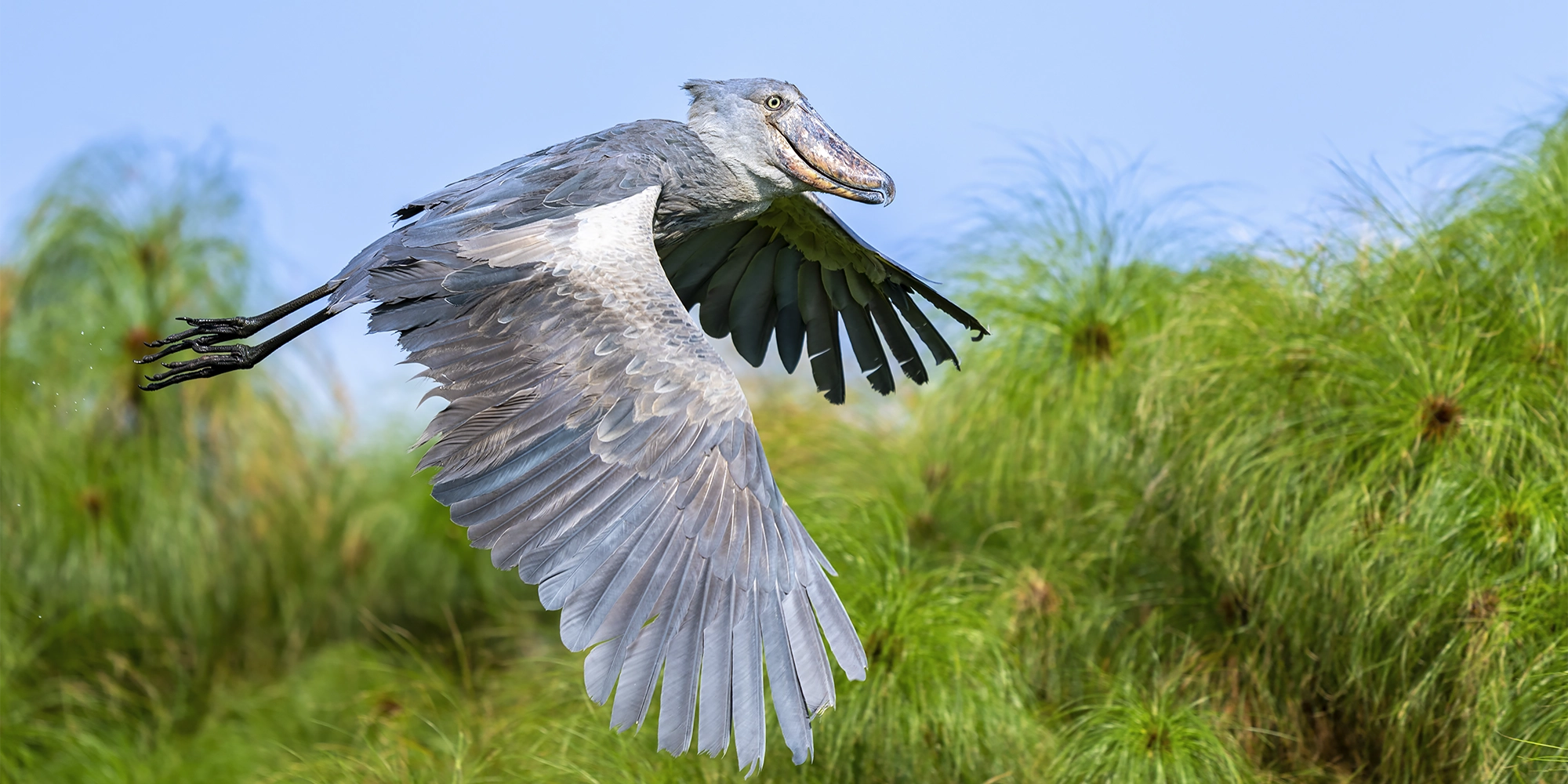 How Tourist Dollars Are Keeping Shoebills Alive
