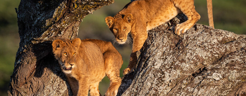 tree climbing lions2