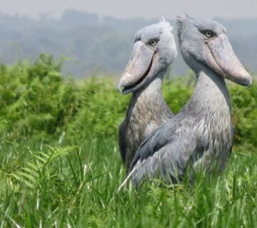 Why the Shoebill Is Uganda's Most Wanted Bird Sighting