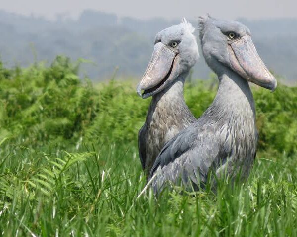 Why the Shoebill Is Uganda's Most Wanted Bird Sighting