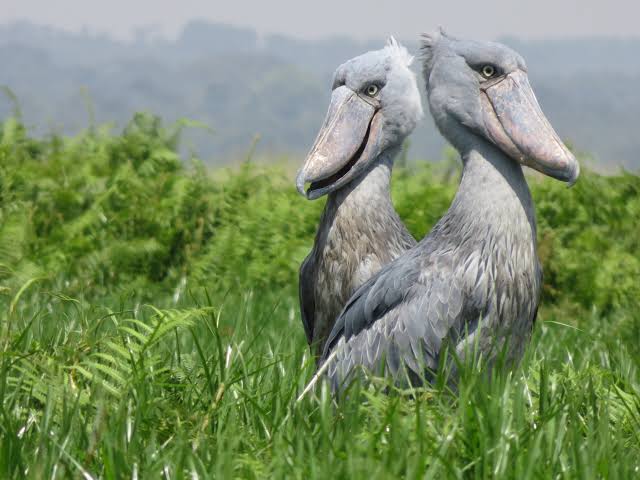 Why the Shoebill Is Uganda's Most Wanted Bird Sighting