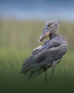Photographer capturing majestic shoebill standing peacefully within Uganda's lush wetland habitat at sunrise.
