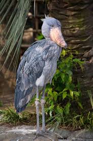Rare shoebill hunting fish through Uganda's lush papyrus wetlands during early morning light peacefully.