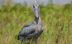 Majestic stork standing motionless in peaceful swamp surrounded by lush papyrus wetlands.
